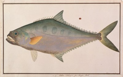 Talang Queenfish, from Drawings of Fishes from Malacca, c.1805-18 by Chinese School